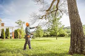 Best Tree Preservation Services  in Thiells, NY