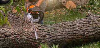 Best Lawn Disease Treatment  in Thiells, NY