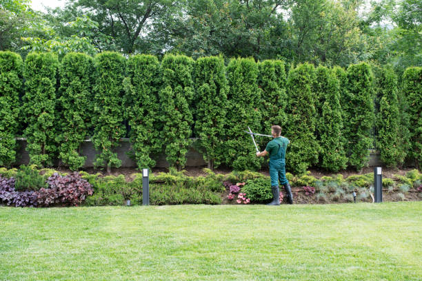 Best Organic Lawn Care Solutions  in Thiells, NY