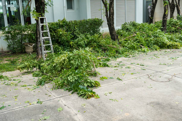 Best Lawn Drainage Solutions  in Thiells, NY