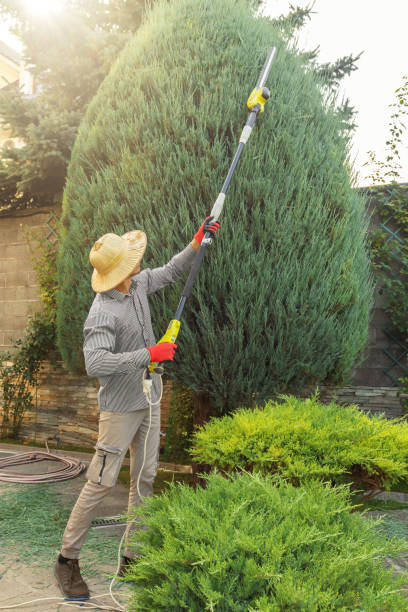 Best Tree Cabling and Bracing  in Thiells, NY